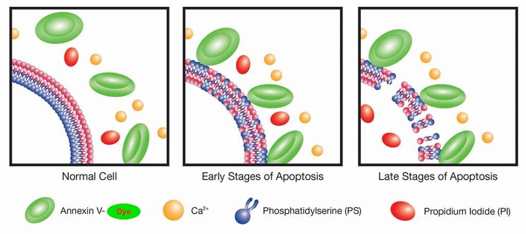 5fc0e6fbd0059.jpg Apoptosis-1-1024x456.jpg