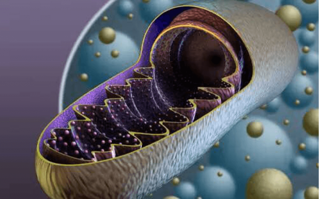 線粒體膜電位檢測(cè)試劑盒(JC-1)