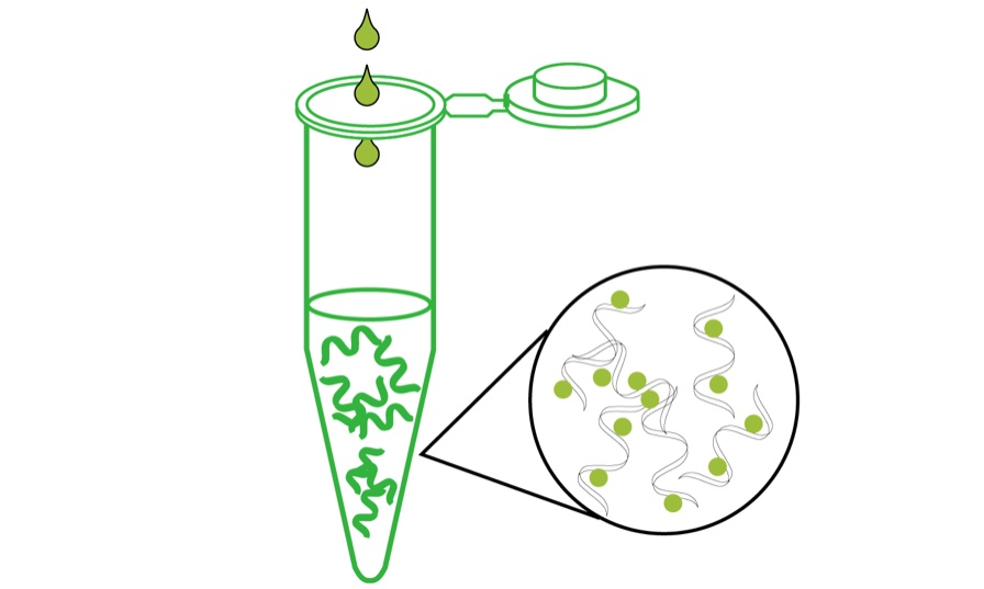 細胞周期與細胞凋亡檢測試劑盒