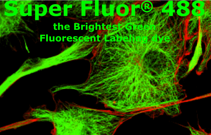 SuperFluor 488 Phalloidin標記鬼筆環(huán)肽  Actin-Tracker Green-488 (微絲綠色熒光探針)